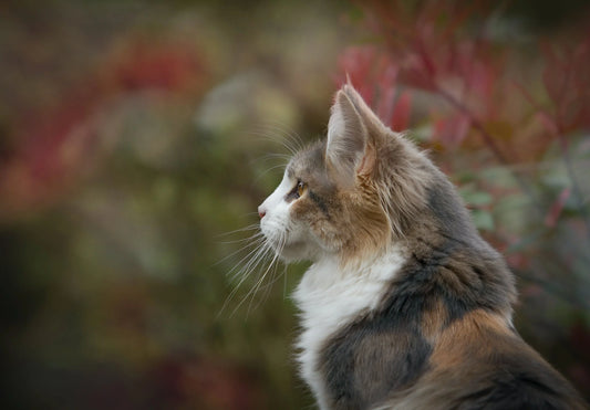 Ratgeber | Ist Trockenfutter für Katzen schädlich?